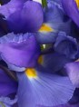 /album/galeria-de-fotos-novidades/iris-jpg/