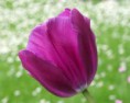 /album/galeria-de-fotos-novidades/tulipas-2-jpg/